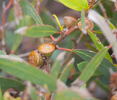 Eucalyptus diversifolia megacarpa