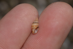 Pseudamycla dermestoidea