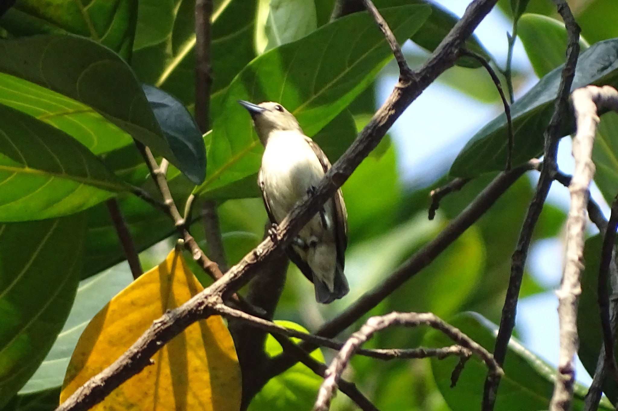 Nilgiri Flowerpecker