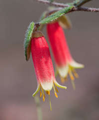 Correa reflexa reflexa