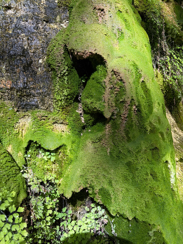 Eucladium verticillatum observed 2026-10-11