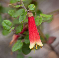 Correa reflexa reflexa