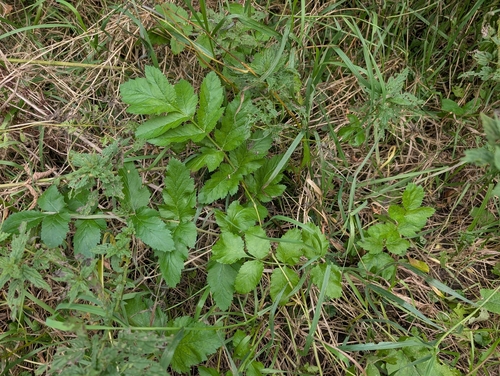 wild parsnip