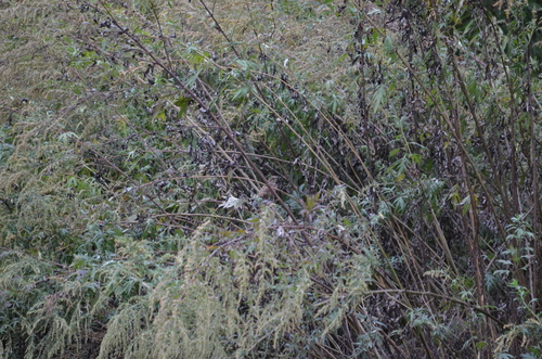 Song Sparrow