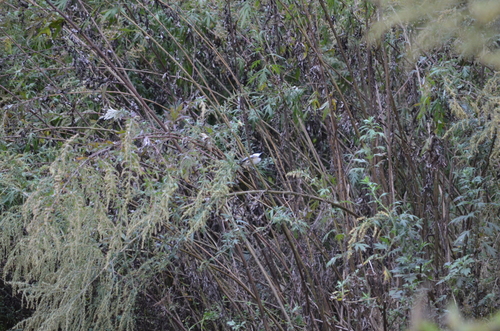 Black-capped Chickadee