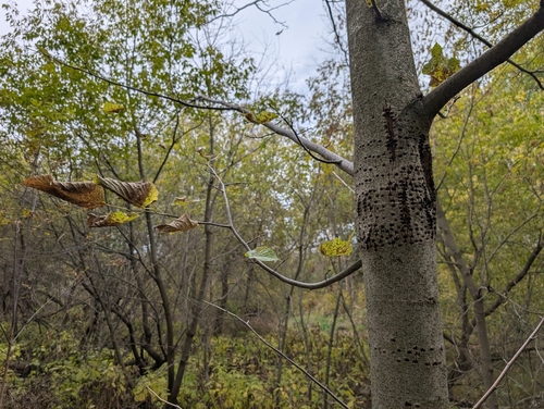 basswood