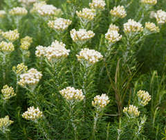 Ozothamnus turbinatus