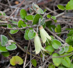 Correa reflexa reflexa