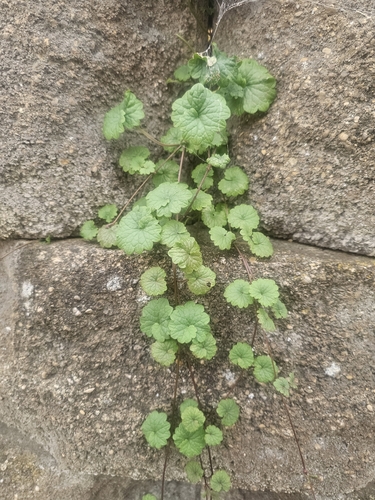 ground-ivy