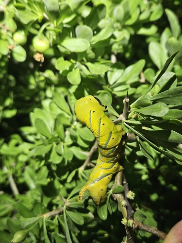 Death's Head Hawkmoth