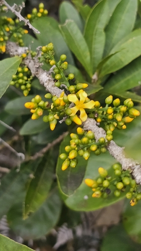 Hugonia observed 2026-10-11