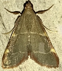Hypsopygia binodulalis