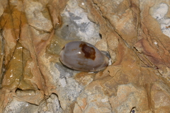 Purpuradusta gracilis image