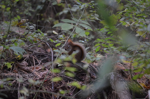 American Red Squirrel