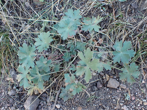 Geranium caespitosum, 2026-10-11