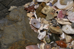 Amblychilepas nigrita