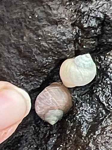 Littorina saxatilis, 2026-10-09
