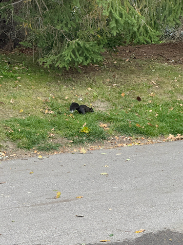 Eastern Gray Squirrel