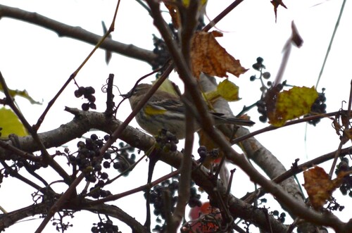 Yellow-rumped Warbler