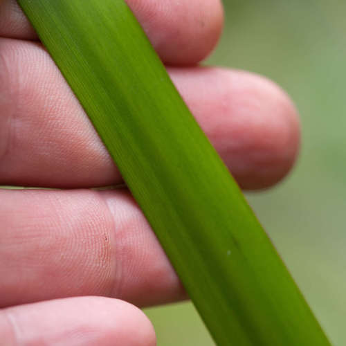Image of Lepidosperma elatius by (c) Chris Clarke, some rights reserved (CC BY)