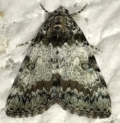 Catocala connubialis