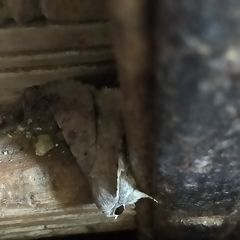 Pandesma quenavadi