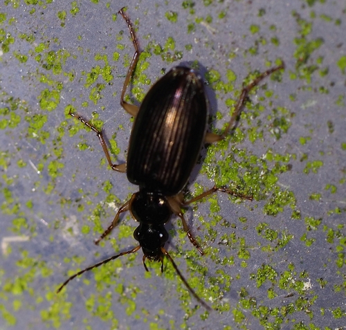 Notagonum, 2026-10-11