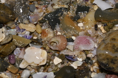 Cantharidella picturata