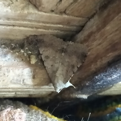 Pandesma quenavadi