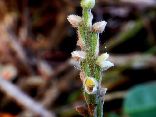 Hetaeria oblongifolia observed 2026-10-11