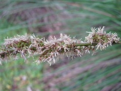 Carex tereticaulis