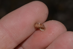 Cantharidella picturata