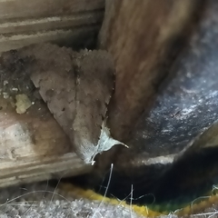 Pandesma quenavadi