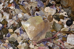 Pinctada maculata