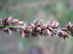 Carex tereticaulis