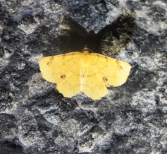 Erastria decrepitaria