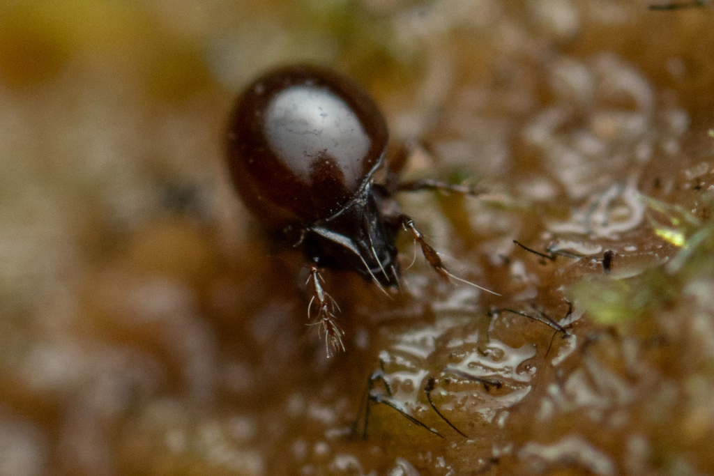 Dorycranosus acutidens