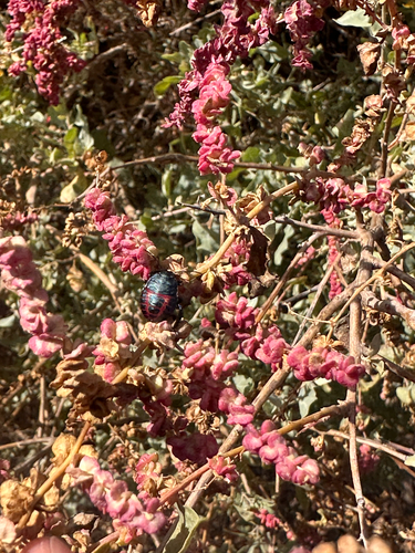 iNaturalist observation photo of Stink Bugs, Shield Bugs, and Allies
