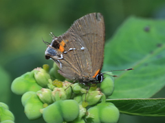 Electrostrymon angelia