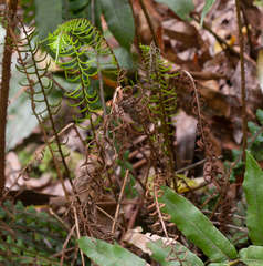 Blechnum chambersii