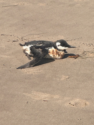iNaturalist observation photo of Common Murre