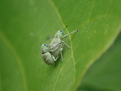 Eugnathus distinctus