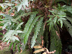 Blechnum chambersii