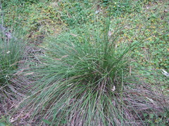 Carex tereticaulis