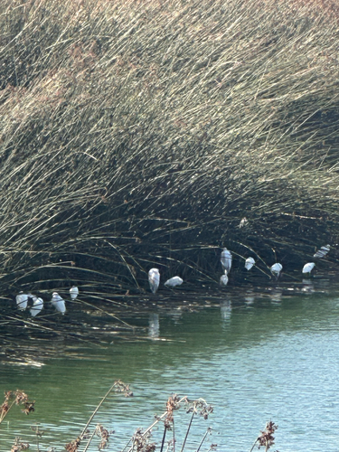iNaturalist observation photo of Snowy Egret
