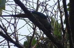 Psittacula columboides