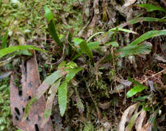 Notogrammitis billardierei