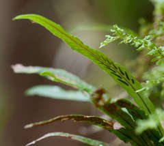 Notogrammitis billardierei