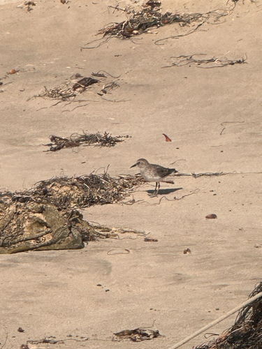 iNaturalist observation photo of Least Sandpiper