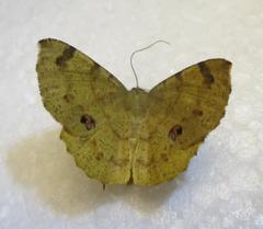 Erastria decrepitaria